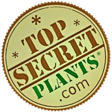 Load image into Gallery viewer, Hidden Storage Snake Plant | Artificial Plant with Secret Compartment