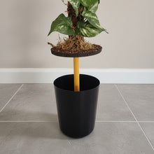 Load image into Gallery viewer, Hide Toilet Plunger and Scrub Brush Bathroom Decor Cover Container Variegated Pothos POTTY PLANTS