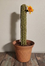 Load image into Gallery viewer, Southwest Bathroom Decor Toilet plunger and bowl scrub brush containers caddy cactus Saguaro