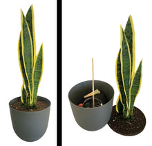 Load image into Gallery viewer, Hidden Storage Snake Plant Work Desk Organizer Home Office Security Hide Keys Wallet Cell Phone Charging Cords Medication Passwords