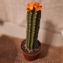 Load image into Gallery viewer, Cactus Cover for Toilet Bowl Scrub Brush Bathroom Container Southwest Cowboy Succulent Decoration