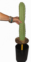 Load image into Gallery viewer, Toilet Plunger Storage Cover Container San Pedro Cactus Succulent Southwest Bathroom Decor POTTY PLANTS