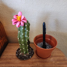 Load image into Gallery viewer, Cactus Pen Holder Desk Decor Hides Sharpie Pen Highlighter Nail File Envelope Letter Opener Keys Office Organization Secret Succulent Cactus
