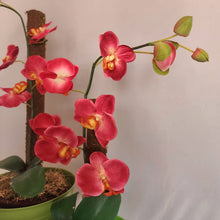 Load image into Gallery viewer, Toilet plunger and Scrub Brush Orchid Potty Plants Containers