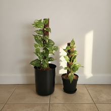 Load image into Gallery viewer, Hide Toilet Plunger and Scrub Brush Bathroom Decor Cover Container Variegated Pothos POTTY PLANTS