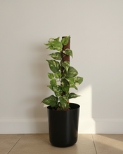 Load image into Gallery viewer, Hide Toilet Plunger and Scrub Brush Bathroom Decor Cover Container Variegated Pothos POTTY PLANTS