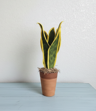 Load image into Gallery viewer, Lint Roller Cover Looks Like Plant Cactus Snake Plant Container For Laundry Petcare SuccuLINT™️