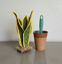 Load image into Gallery viewer, Lint Roller Cover Looks Like Plant Cactus Snake Plant Container For Laundry Petcare SuccuLINT™️