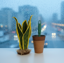 Load image into Gallery viewer, Lint Roller Cover Looks Like Plant Cactus Snake Plant Container For Laundry Petcare SuccuLINT™️