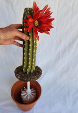 Load image into Gallery viewer, Southwest Cactus Toilet Brush Holder Bathroom Decor Hidden Succulent POTTY PLANTS