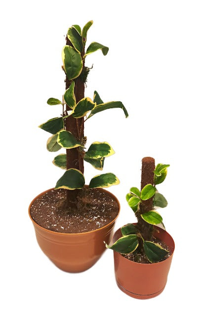 Potty Plants® Dieffenbachia (Leopard Lily)