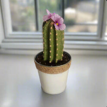 Load image into Gallery viewer, Lint Roller Cover Succulent Cactus Container Laundry Office SuccuLINT Petcare