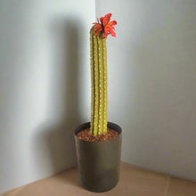 Load image into Gallery viewer, Cactus Plunger Cover Southwest Bathroom Decor Succulent Saguaro