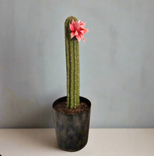Load image into Gallery viewer, Cactus Plunger Cover Southwest Bathroom Decor Succulent Saguaro