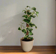 Load image into Gallery viewer, Kitchen Sink Plunger Keeper Looks Like Plant