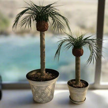 Load image into Gallery viewer, Palm Trees Toilet Plunger and Scrub Brush Covers Set Beach Theme Bathroom Accessories Island Decor for Cleaning Tools