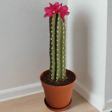 Load image into Gallery viewer, Cactus Cover for Toilet Bowl Scrub Brush Bathroom Container Southwest Cowboy Succulent Decoration