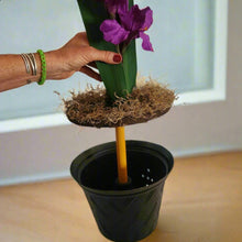 Load image into Gallery viewer, Gladiolus Potty Plants® Toilet Plunger Cover