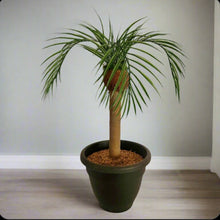 Load image into Gallery viewer, Toilet Scrub Brush Holder Tropical Island Bathroom Beach Palm Tree Decor Potty Plants