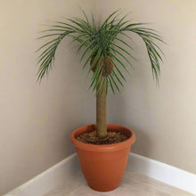 Load image into Gallery viewer, Toilet Scrub Brush Holder Tropical Island Bathroom Beach Palm Tree Decor Potty Plants
