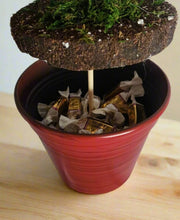 Load image into Gallery viewer, Red Fittonia Nerve Plant Stash Pot TOP SECRET PLANTS Hide Keys Candy Money Valuables Hidden Compartment