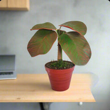 Load image into Gallery viewer, Red Fittonia Nerve Plant Stash Pot TOP SECRET PLANTS Hide Keys Candy Money Valuables Hidden Compartment