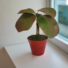 Load image into Gallery viewer, Red Fittonia Nerve Plant Stash Pot TOP SECRET PLANTS Hide Keys Candy Money Valuables Hidden Compartment