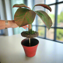 Load image into Gallery viewer, Red Fittonia Nerve Plant Stash Pot TOP SECRET PLANTS Hide Keys Candy Money Valuables Hidden Compartment