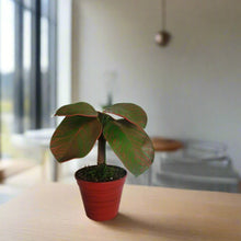 Load image into Gallery viewer, Red Fittonia Nerve Plant Stash Pot TOP SECRET PLANTS Hide Keys Candy Money Valuables Hidden Compartment