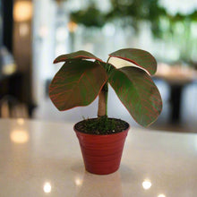 Load image into Gallery viewer, Red Fittonia Nerve Plant Stash Pot TOP SECRET PLANTS Hide Keys Candy Money Valuables Hidden Compartment