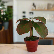 Load image into Gallery viewer, Red Fittonia Nerve Plant Stash Pot TOP SECRET PLANTS Hide Keys Candy Money Valuables Hidden Compartment