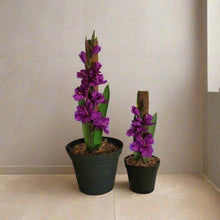 Load image into Gallery viewer, Toilet Plunger & Scrub Brush Containers Pink Gladiola Iris Sword Lily Flowers POTTY PLANTS