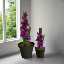 Load image into Gallery viewer, Toilet Plunger & Scrub Brush Containers Pink Gladiola Iris Sword Lily Flowers POTTY PLANTS