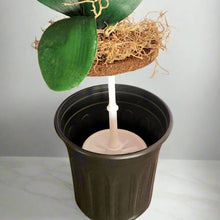Load image into Gallery viewer, Toilet plunger and Scrub Brush Orchid Potty Plants Containers