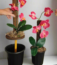 Load image into Gallery viewer, Toilet plunger and Scrub Brush Orchid Potty Plants Containers