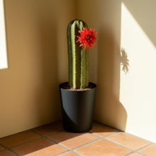 Load image into Gallery viewer, Bellows Toilet Plunger Cactus Cover Container Potty Plants Bathroom Decor