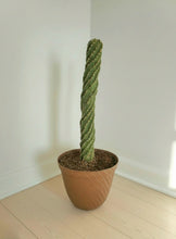 Load image into Gallery viewer, Spiral Cactus Container Tornado Twisted Cactus Top Secret Plants Hidden Storage