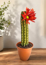 Load image into Gallery viewer, Southwest Cactus Toilet Brush Holder Bathroom Decor Hidden Succulent POTTY PLANTS