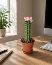 Load image into Gallery viewer, Cactus Candy Dish- Choose Your Flower and Planter Color