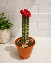 Load image into Gallery viewer, Cactus Candy Dish- Choose Your Flower and Planter Color