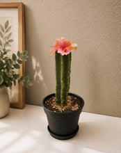 Load image into Gallery viewer, Cactus Candy Dish- Choose Your Flower and Planter Color