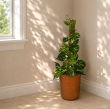 Load image into Gallery viewer, Toilet Plunger Storage Looks Like Variegated Pothos Plant Bathroom Decor Potty Plants