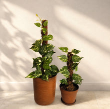 Load image into Gallery viewer, Toilet Plunger and Scrub brush containers variegated pothos Potty Plants