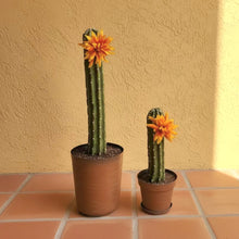 Load image into Gallery viewer, Toilet plunger and bowl scrub brush containers Southwest Bathroom Decor Cactus Saguaro