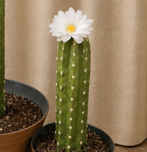 Load image into Gallery viewer, Toilet Brush Holder Cactus Blossom Container Caddy for Bowl Brush Southwest Decor Bathroom Succulent