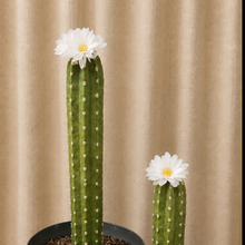 Load image into Gallery viewer, Toilet plunger and bowl scrub brush containers Southwest Bathroom Decor Cactus Saguaro
