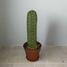 Load image into Gallery viewer, Cactus Cover for Toilet Bowl Scrub Brush Bathroom Container Southwest Cowboy Succulent Decoration