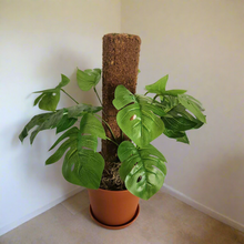 Load image into Gallery viewer, Monstera Plant Cover for Toilet Scrub Brush POTTY PLANTS Bowl Brush Cover Monstera Bathroom Decor Container