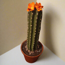 Load image into Gallery viewer, Cactus Cover for Toilet Bowl Scrub Brush Bathroom Container Southwest Cowboy Succulent Decoration