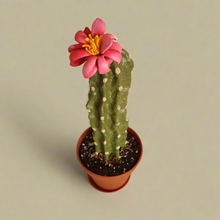 Load image into Gallery viewer, Cactus Pen Holder Desk Decor Hides Sharpie Pen Highlighter Nail File Envelope Letter Opener Keys Office Organization Secret Succulent Cactus